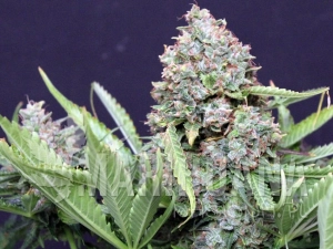 Polar Express Auto - GREENBUD SEEDS