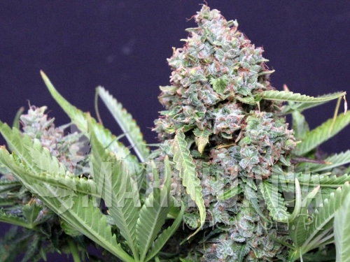 polar-express-auto-greenbud.jpg