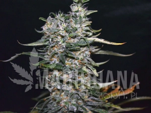 Green Power XL - GREENBUD SEEDS