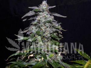 Blueberry 99 - GREENBUD SEEDS