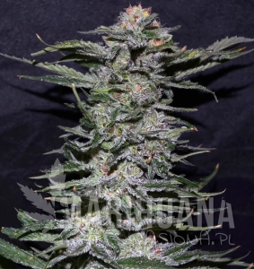 Black In Black - GREENBUD SEEDS