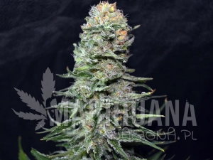 Black In Black Early Version - GREENBUD SEEDS
