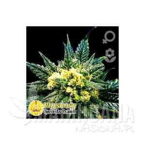 Cheese Auto - MYSTERY SEEDS