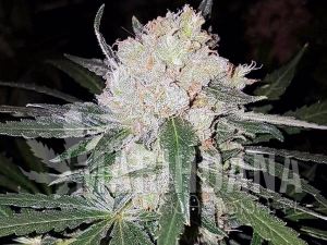 Critical Early Version - GREENBUD SEEDS