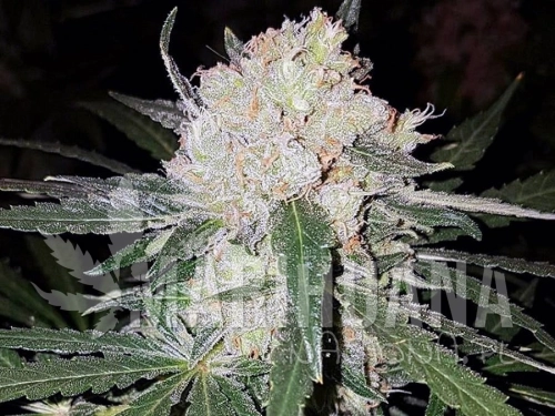 critical-ev-greenbud.jpg
