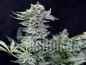 Nl 10 Early Version - GREENBUD SEEDS