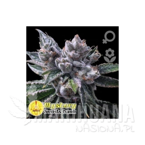 Mystery Kush Auto - MYSTERY SEEDS
