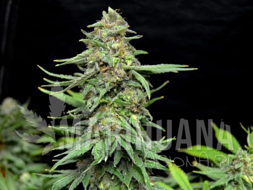 ww-x-ak-ev-greenbud.jpg