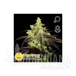 New York Diesel Auto - MYSTERY SEEDS