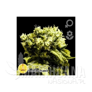 Super Silver Haze Auto - MYSTERY SEEDS