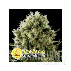 Jet Fuel OG - MYSTERY SEEDS
