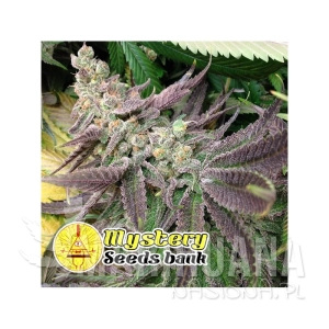 Banana Gorilla - MYSTERY SEEDS