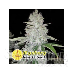 Gorilla Glue S1 - MYSTERY SEEDS
