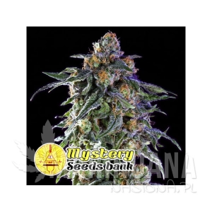 Grandaddy Purple - MYSTERY SEEDS