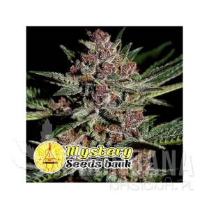 Bubba OG - MYSTERY SEEDS