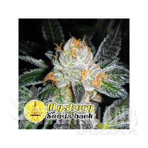 Kosher OG - MYSTERY SEEDS