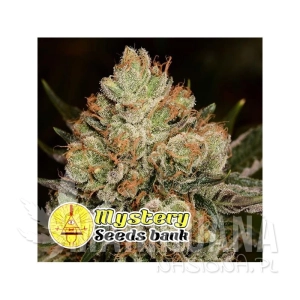 Betty Kush - MYSTERY SEEDS
