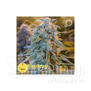 Blue Dreaming - MYSTERY SEEDS