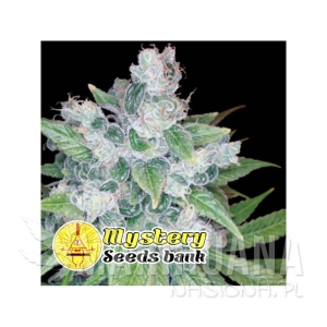 Candy OG - MYSTERY SEEDS