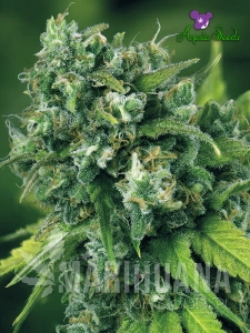 A Train - ANESIA SEEDS