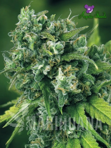A-Train-Anesia-Seeds.jpg