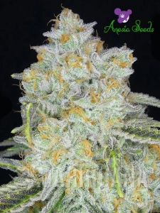 Amnesia Flash Auto - ANESIA SEEDS
