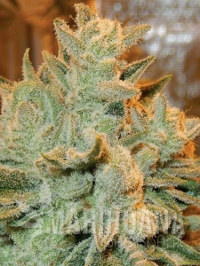Auto Betty - ANESIA SEEDS