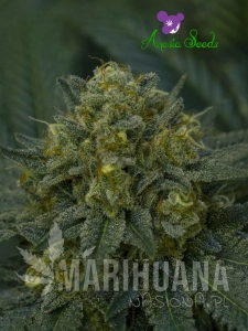 Auto Blackberry Moonrocks - ANESIA SEEDS