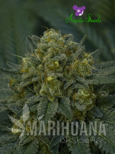Auto-Blackberry-Moonrocks.jpg