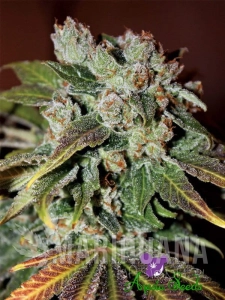 Auto Blueberry Banana - ANESIA SEEDS