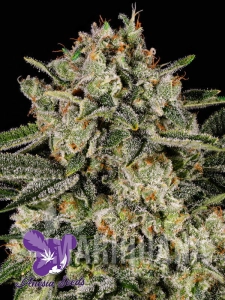 Banana MAC - ANESIA SEEDS