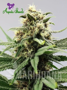 Auto Lemongrass - ANESIA SEEDS