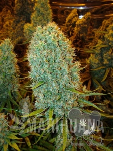 Big Bazooka - ANESIA SEEDS