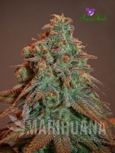 Auto Nova OG - ANESIA SEEDS