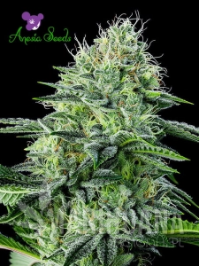 Auto Strawberry Banana - ANESIA SEEDS