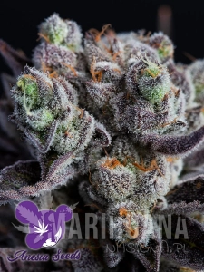 Blackberry Moonrocks - ANESIA SEEDS