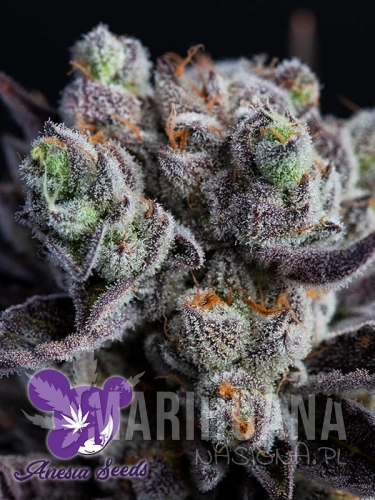 Blackberry-Moonrocks-1.jpg