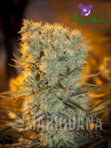 Banana Kush Auto - ANESIA SEEDS