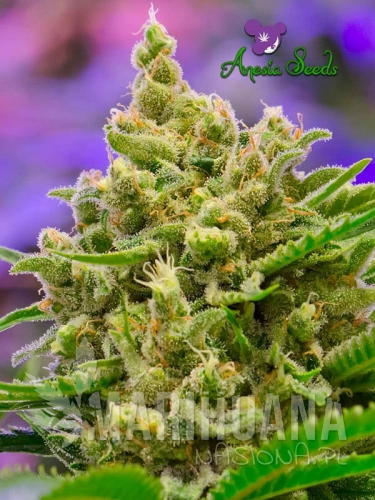 Big-Bazooka-anesia-Seeds.jpg