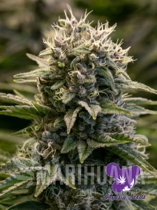 Fat Monkey Auto - ANESIA SEEDS