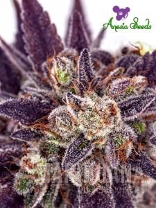 Purple Domina Auto - ANESIA SEEDS