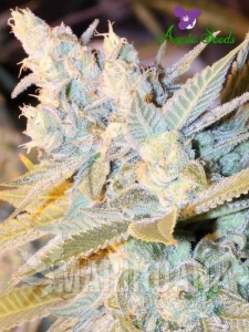 Triple Cheese Auto - ANESIA SEEDS