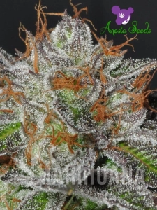 Bruce Banner # 3 - ANESIA SEEDS