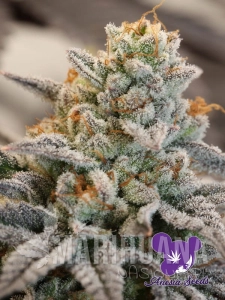 Vanilla Frosting - ANESIA SEEDS