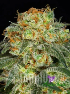 California Kush - ANESIA SEEDS