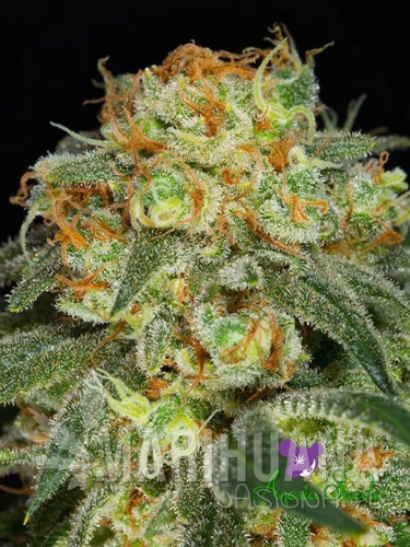 California-Kush-Anesia.jpg