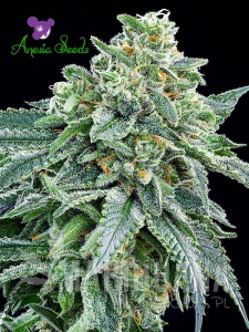 Strawberry Tree - ANESIA SEEDS