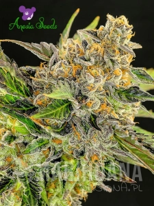 Strawberry Kush - ANESIA SEEDS