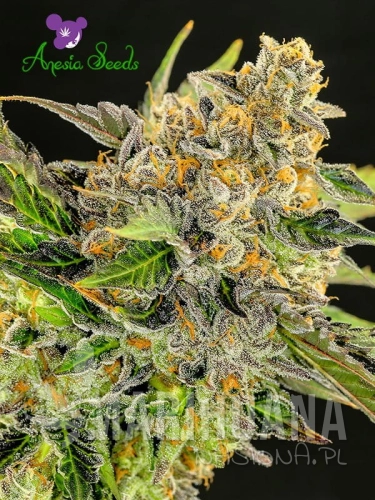 Strawberry-Kush-anesia.jpg