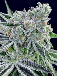 Sour Betty - ANESIA SEEDS
